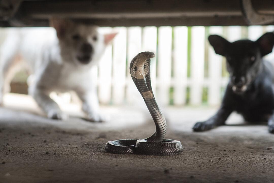Video: Heroic Dachshunds Sacrifice Own Lives to Kill Cobra Trying to Enter Home Where Baby Slept