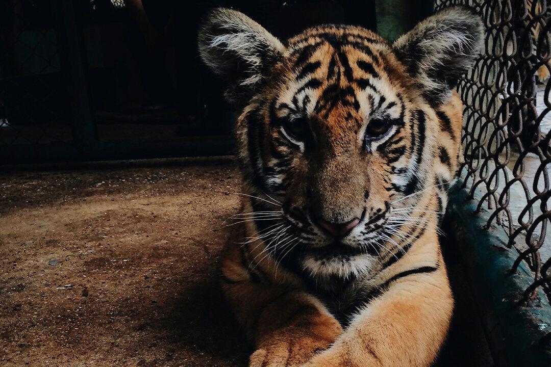 Circus Tigers Kill World Famous Tamer, Then ‘Play’ With Dead Body