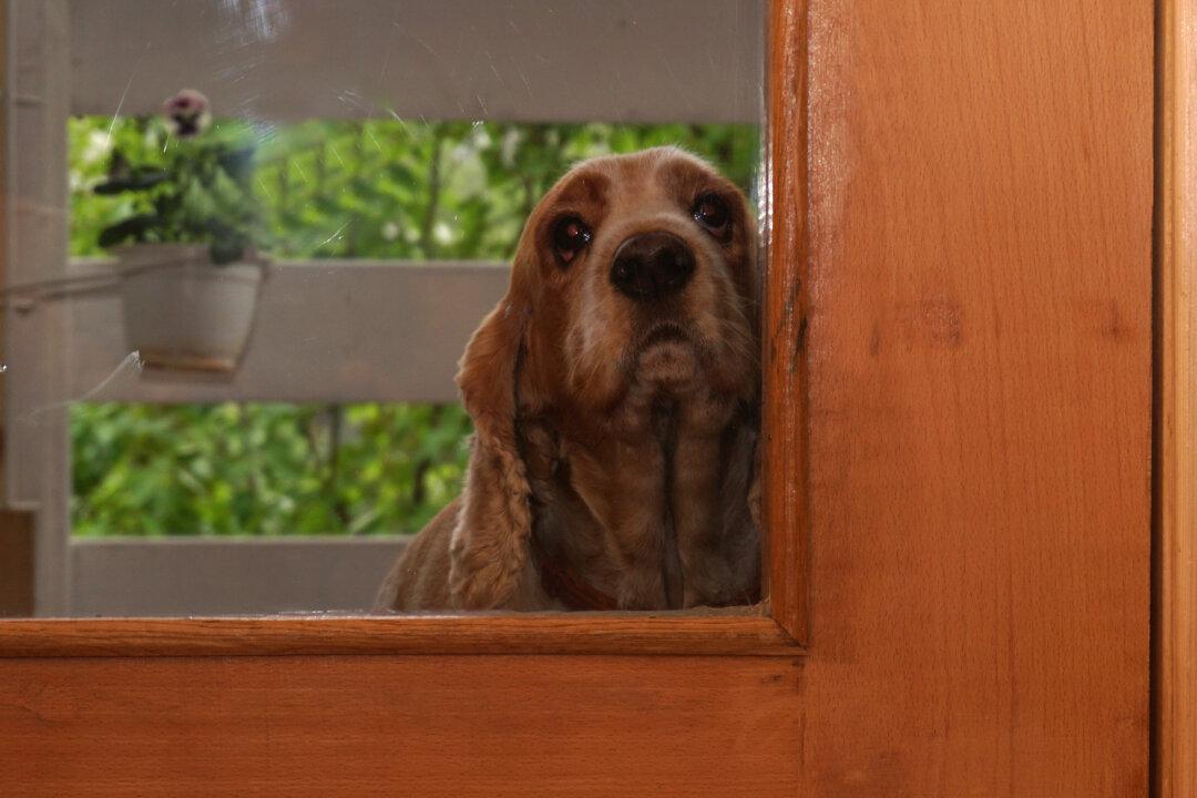 Dog Crashes Bachelor Party. Upon Tailing It to the Woods, They See What It Was Hiding