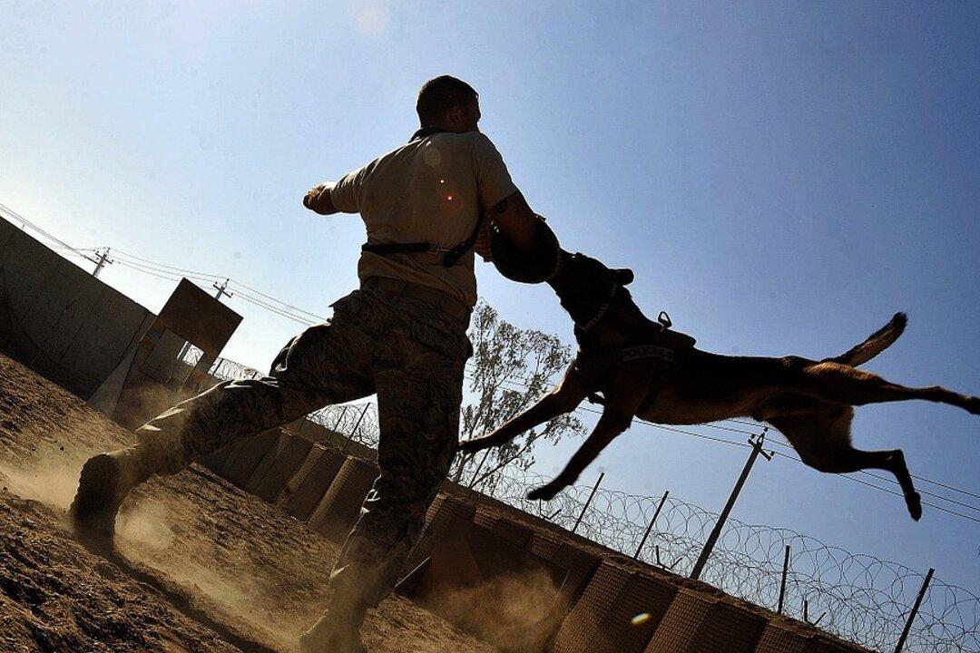 Man Killed by a Pack of Dogs Who Bite Him More Than 100 Times