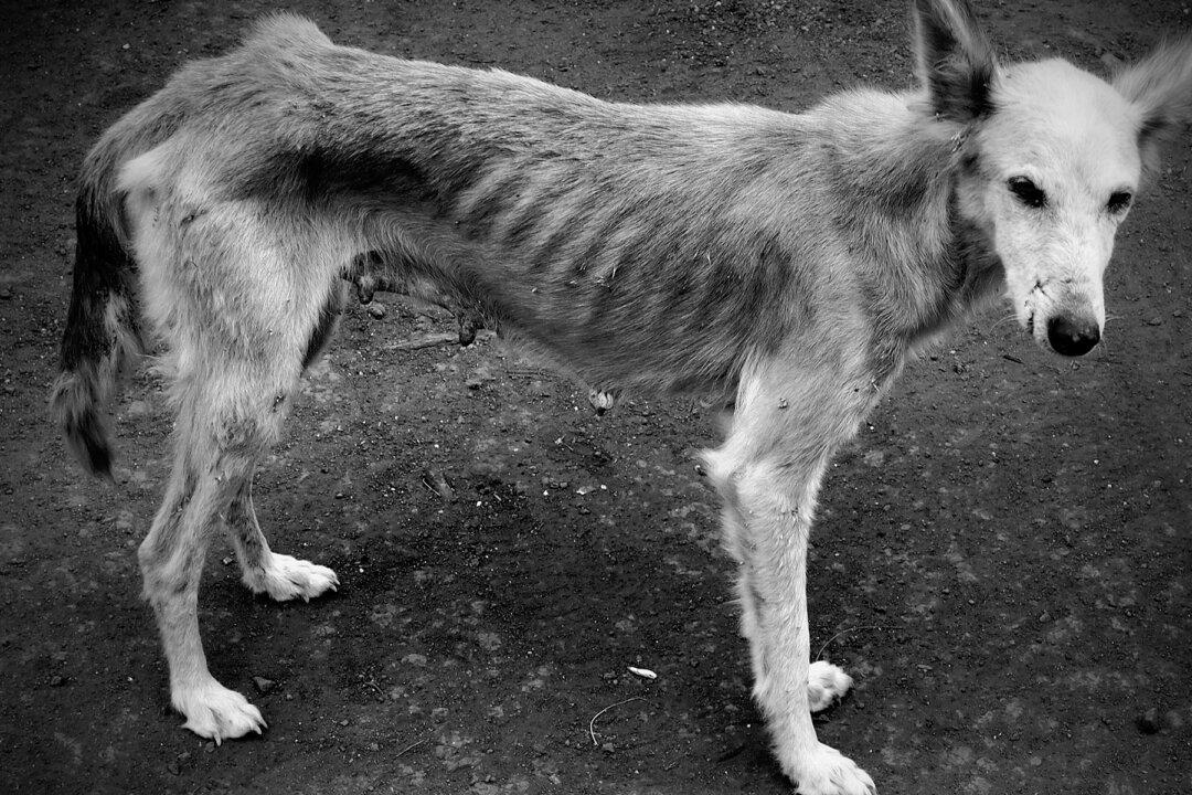 Starving Dog Ate Sticks and Stones to Survive, Then a Viral Post Makes Him Escape Death