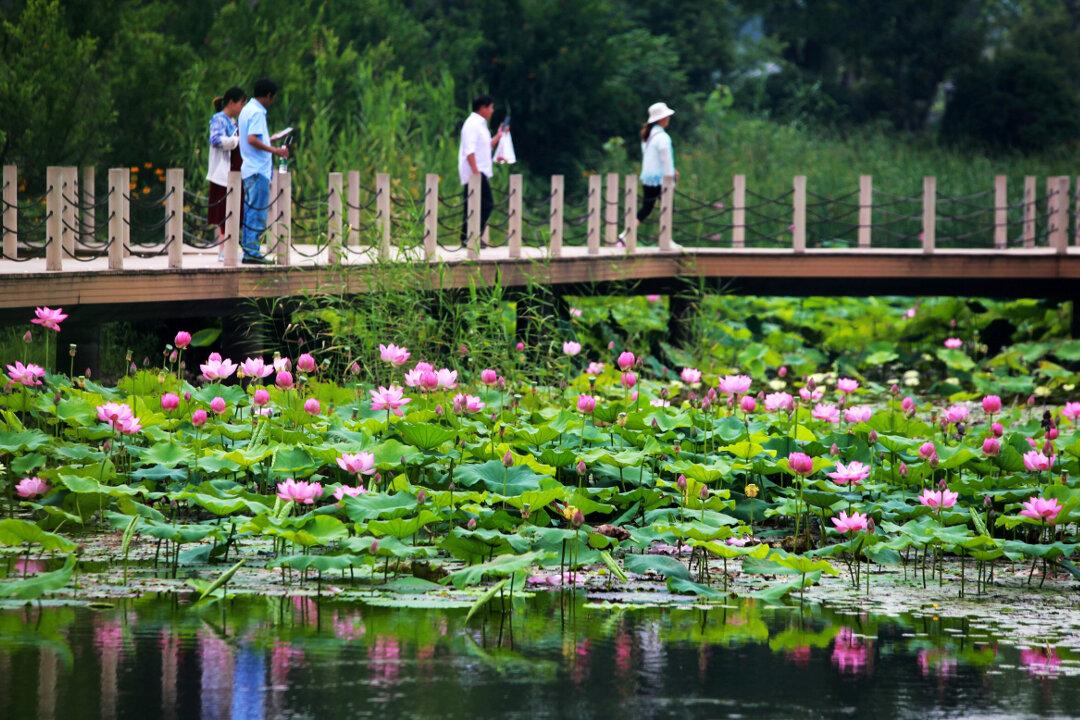 Tourists Break Into Eco-Park, Steal Bundles of the Main Attraction: Lotus Flowers