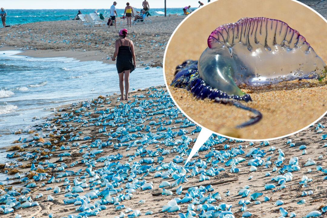 Benidorm Beaches Close After Deadly Portuguese ‘Man o’ War' Jellyfish Stings 7 People
