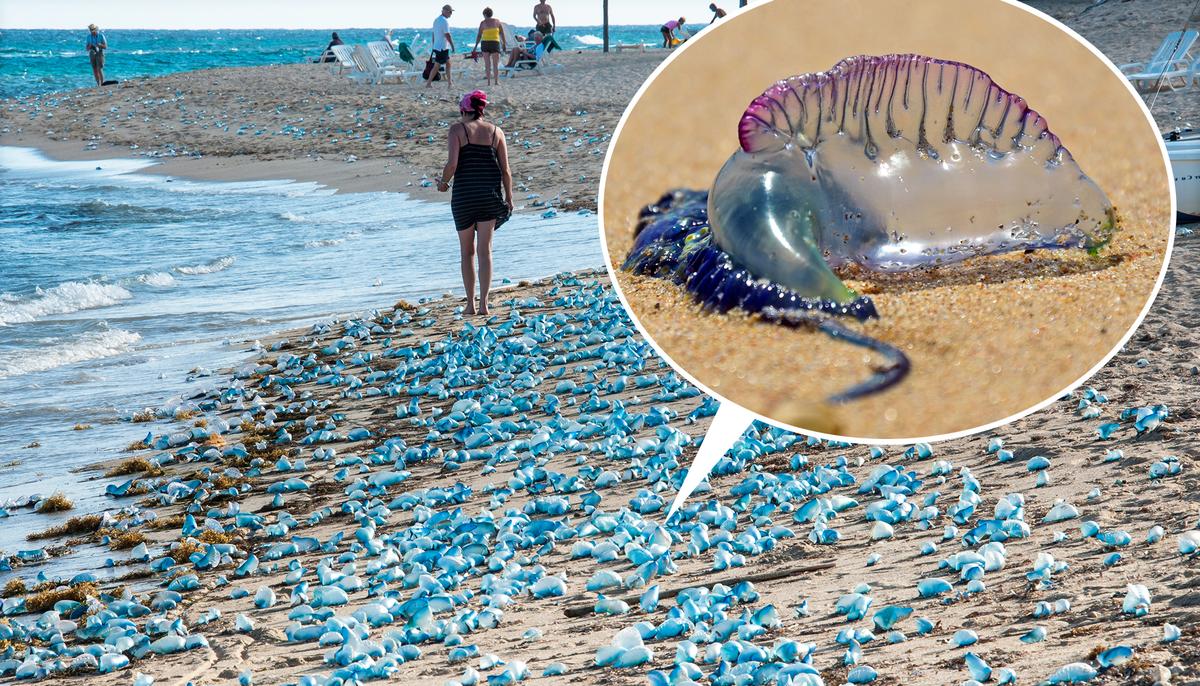 Benidorm Beaches Close After Deadly Portuguese ‘Man o’ War' Jellyfish Stings 7 People