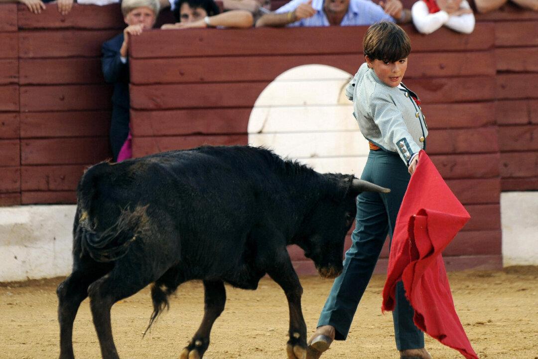 ‘Cowardly’ Bullfighter Amateurs Criticized for Taking on Calves