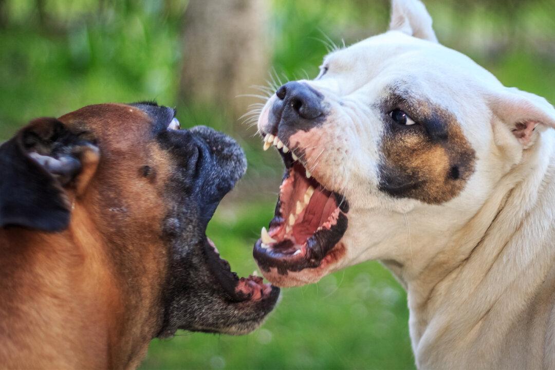Dog Fighting Still Alive in the US After ‘Missouri 500’ Dog Bust