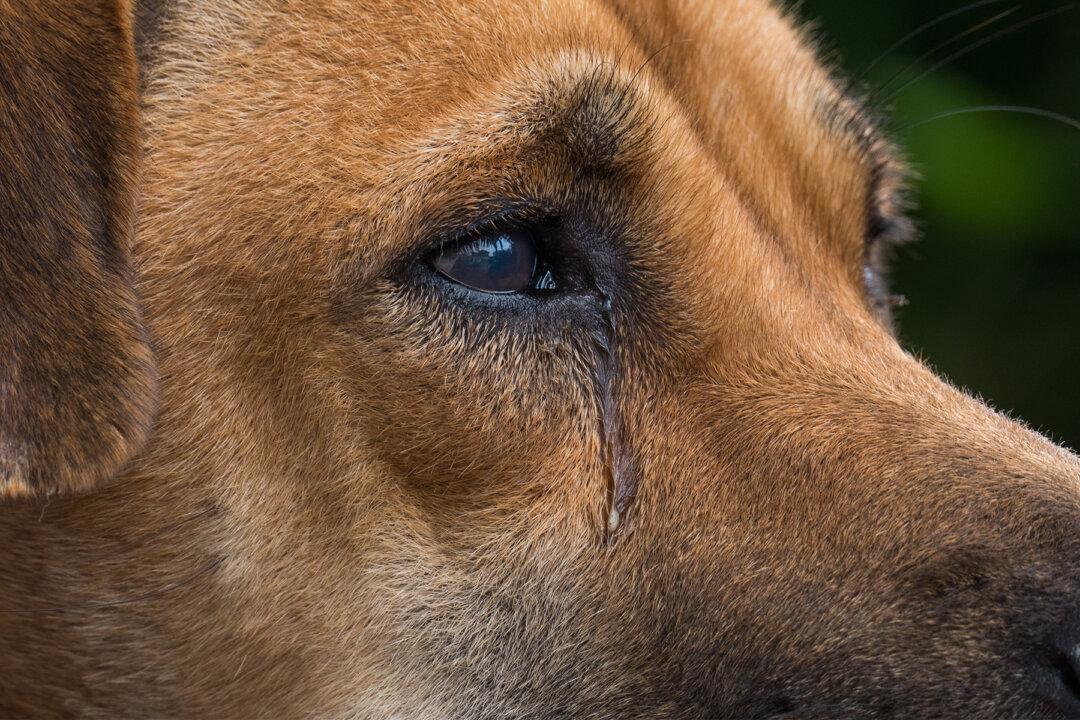 Dog Cries for Late Furry Brother at Night, Won’t Stop Cuddling Pillow With His Face on It