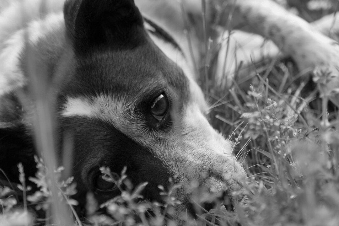 Dog Was Shot 40 Times, Tied Up and Buried Alive, Then Rescuers Heard Her Whimpering