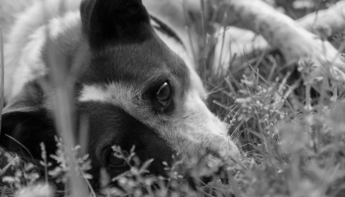 Dog Was Shot 40 Times, Tied Up and Buried Alive, Then Rescuers Heard Her Whimpering