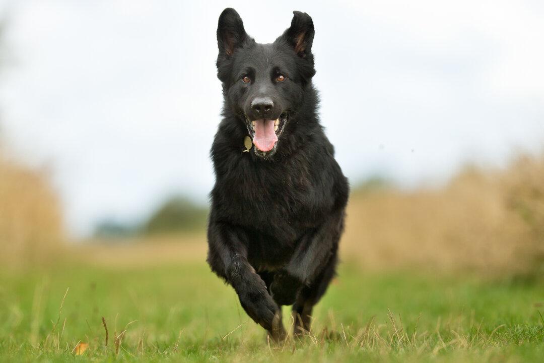 Frantic Dog Comes Running Inside the House, Owner Follows to See His Worst Nightmare