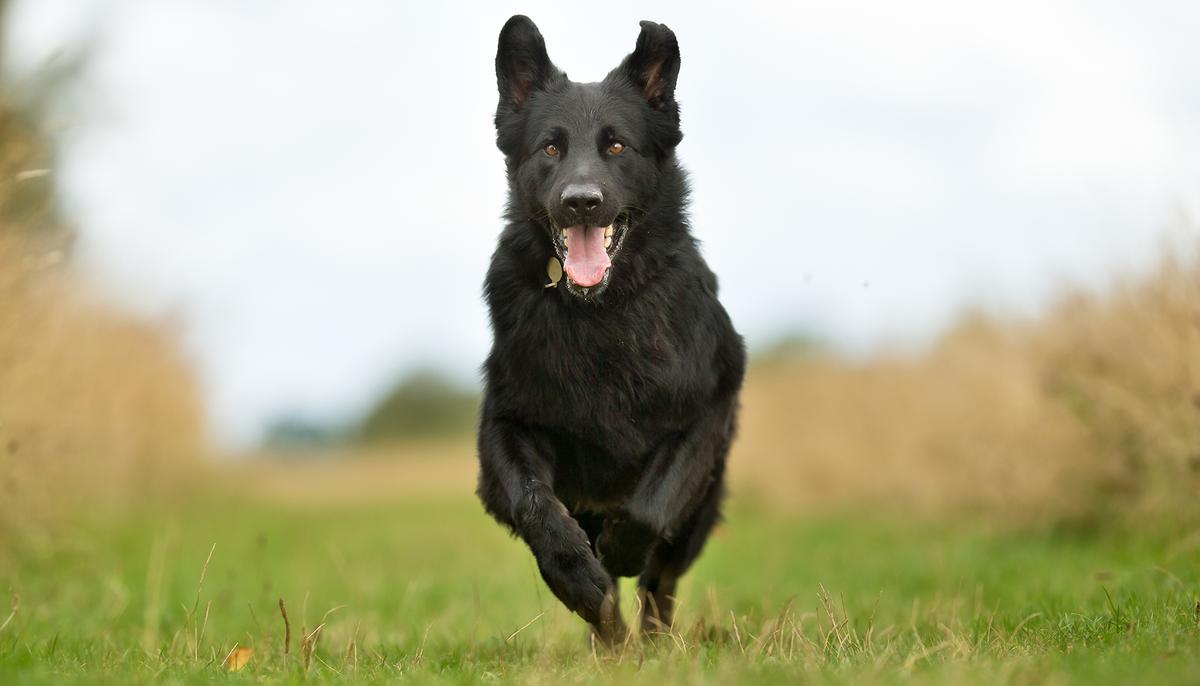 Frantic Dog Comes Running Inside the House, Owner Follows to See His Worst Nightmare