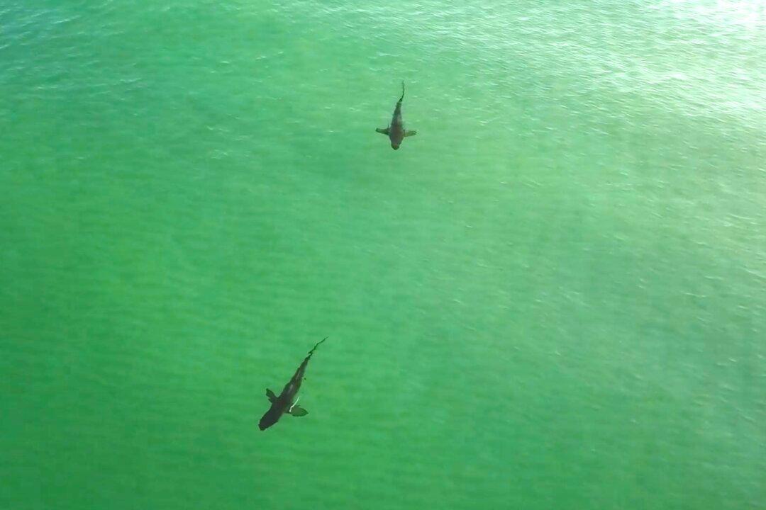 3 Sharks Spotted Just Feet Away From Florida’s Pensacola Beach