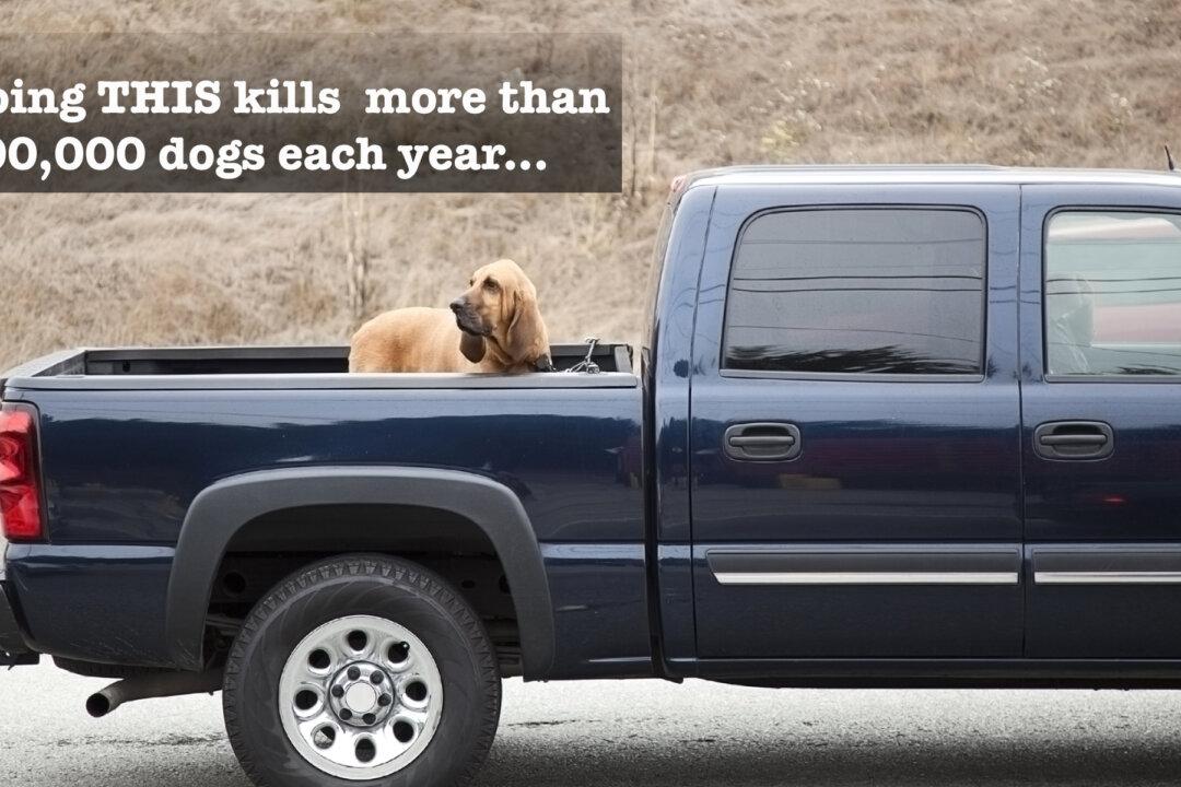 Stop Putting Your Dogs in Truck Beds, It Takes Over 100,000 Canine Lives Each Year