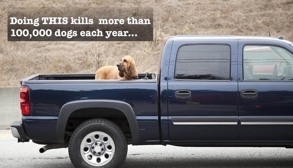 Stop Putting Your Dogs in Truck Beds, It Takes Over 100,000 Canine Lives Each Year