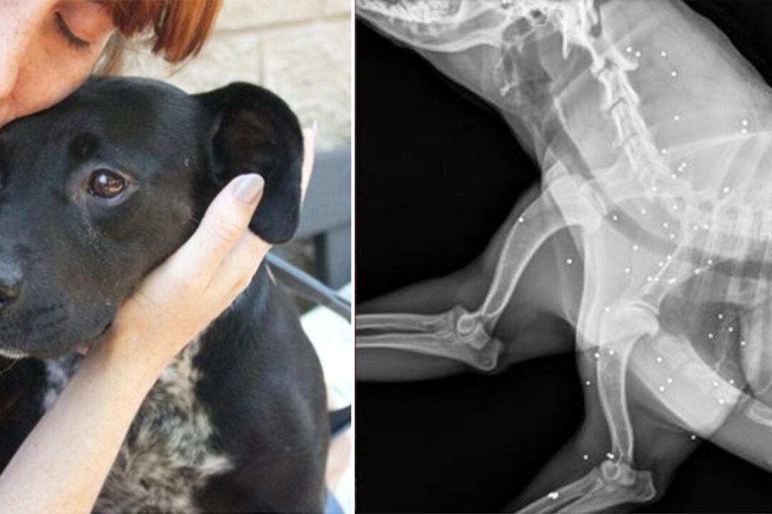 Timid Dog Goes for Checkup, Then Vets Find the Saddest Truth About Her Past in X-Ray