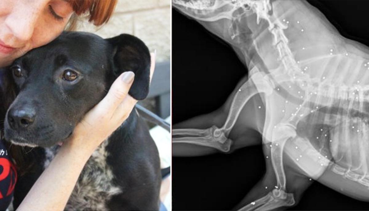 Timid Dog Goes for Checkup, Then Vets Find the Saddest Truth About Her Past in X-Ray