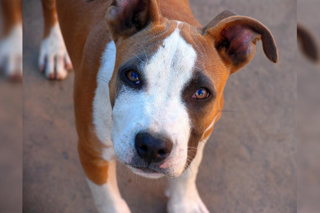 Dog Abandoned 1,300 Miles From Home by Owner’s Bitter Ex–Then Hitches an Unlikely Ride Back Home