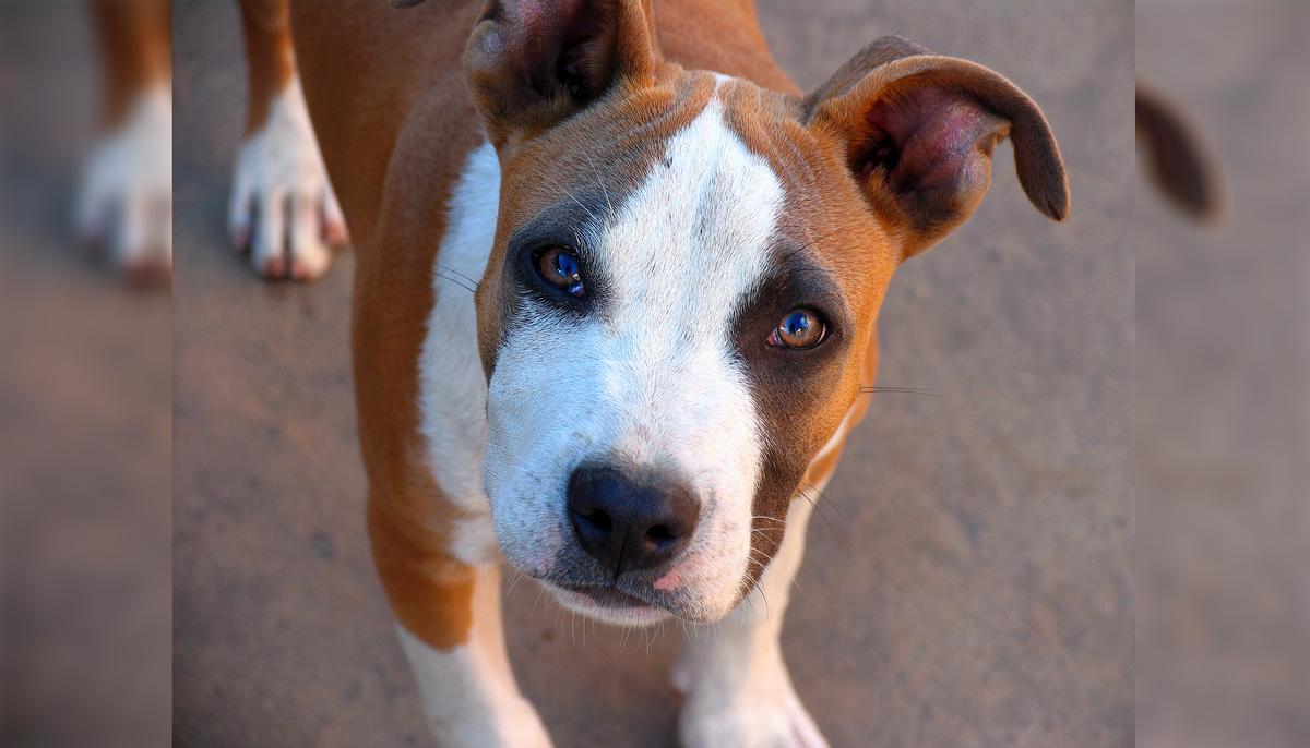 Dog Abandoned 1,300 Miles From Home by Owner’s Bitter Ex–Then Hitches an Unlikely Ride Back Home