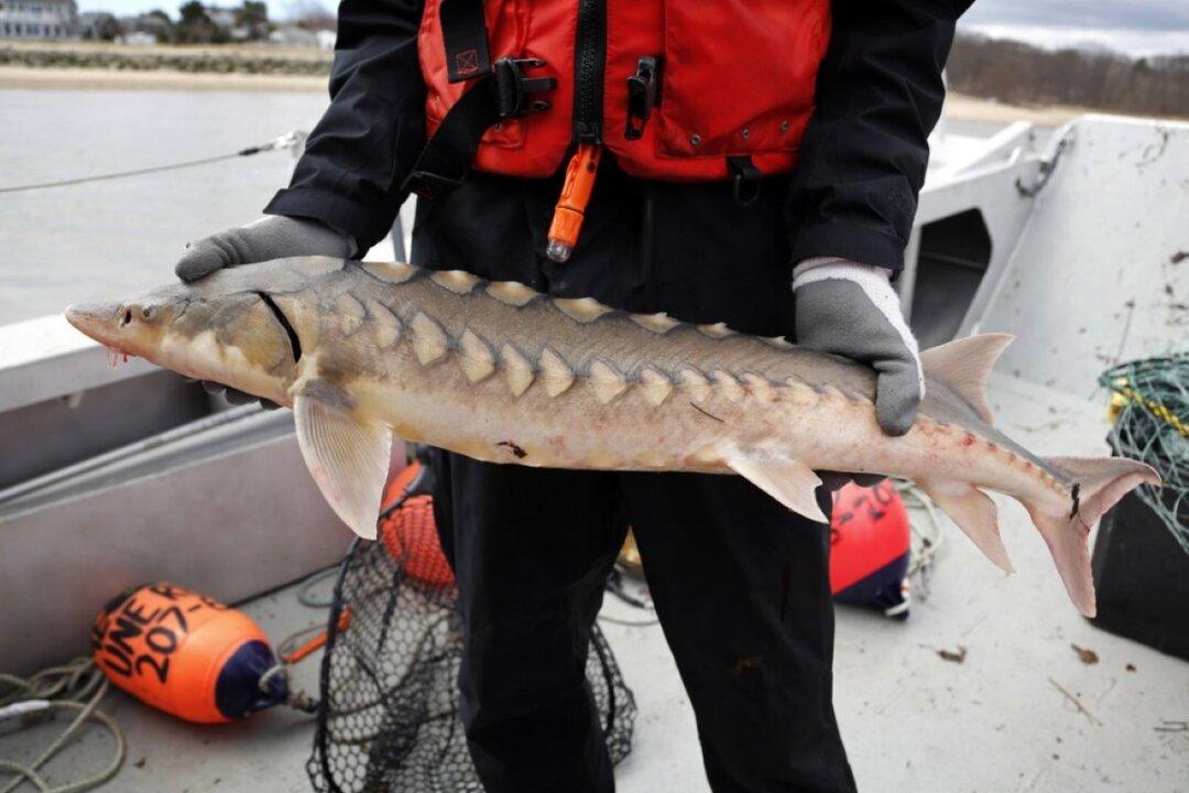 Sturgeon, America’s Forgotten Dinosaurs, Show Signs of Life