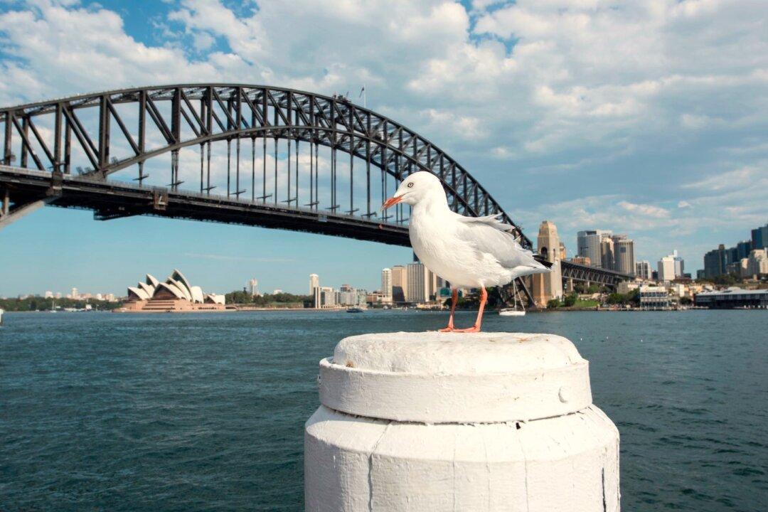 Australian Seagulls Could Carry Drug-Resistant Superbugs, Study Finds