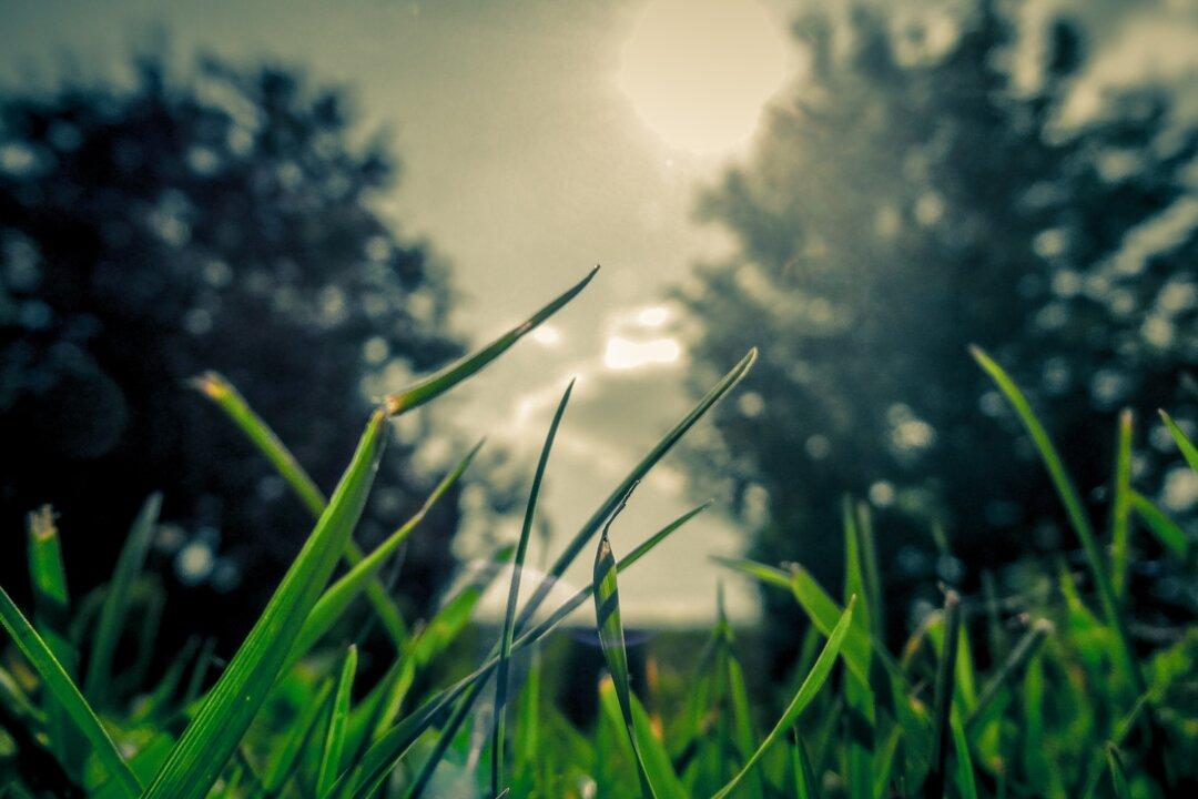 Owner Charged With Animal Cruelty After Pit Bull Dies in Extreme Heat