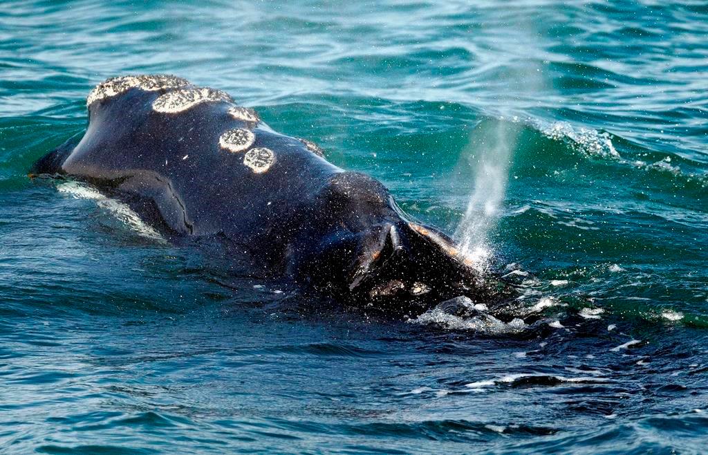 Poor Weather Foils Search Efforts for Entangled North Atlantic Right Whales