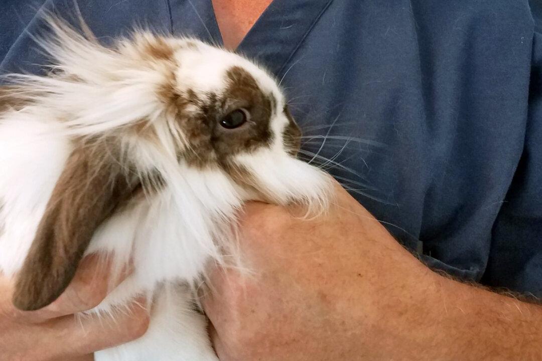 Pet Rabbit Found Swimming in a River With Rope Around its Neck