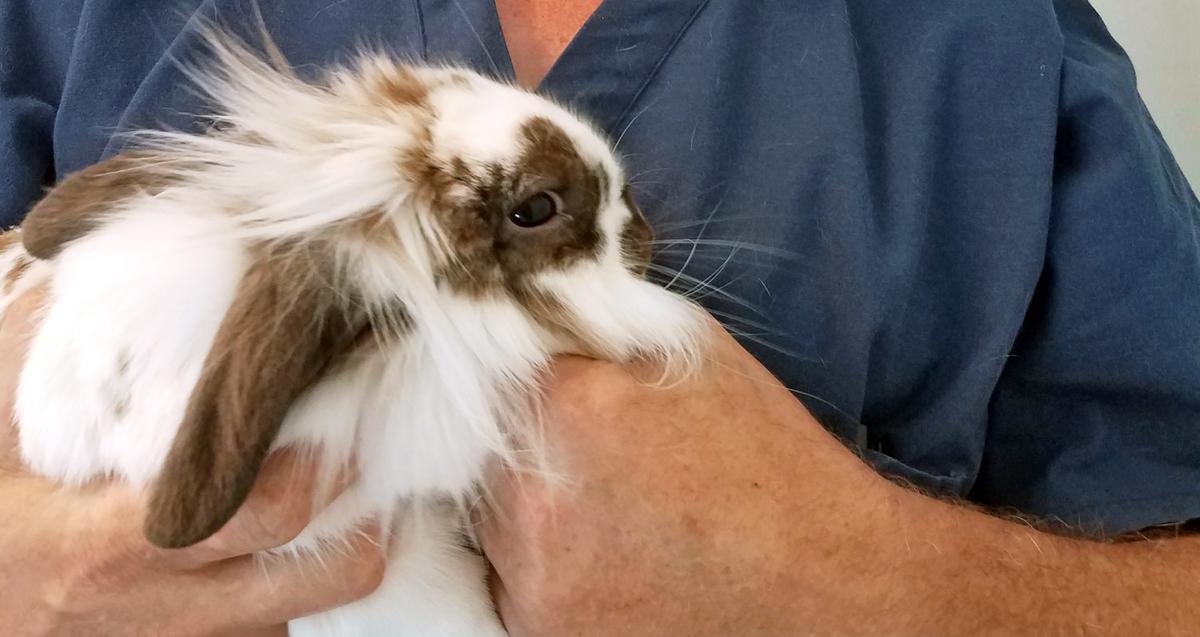 Pet Rabbit Found Swimming in a River With Rope Around its Neck