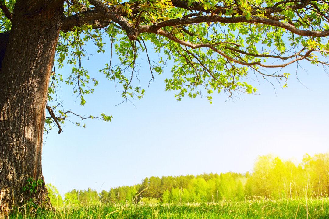 Girl Falls 30ft and Arrives in ‘Heaven.’ Upon Revival, Her Intestinal Disorders Are Gone