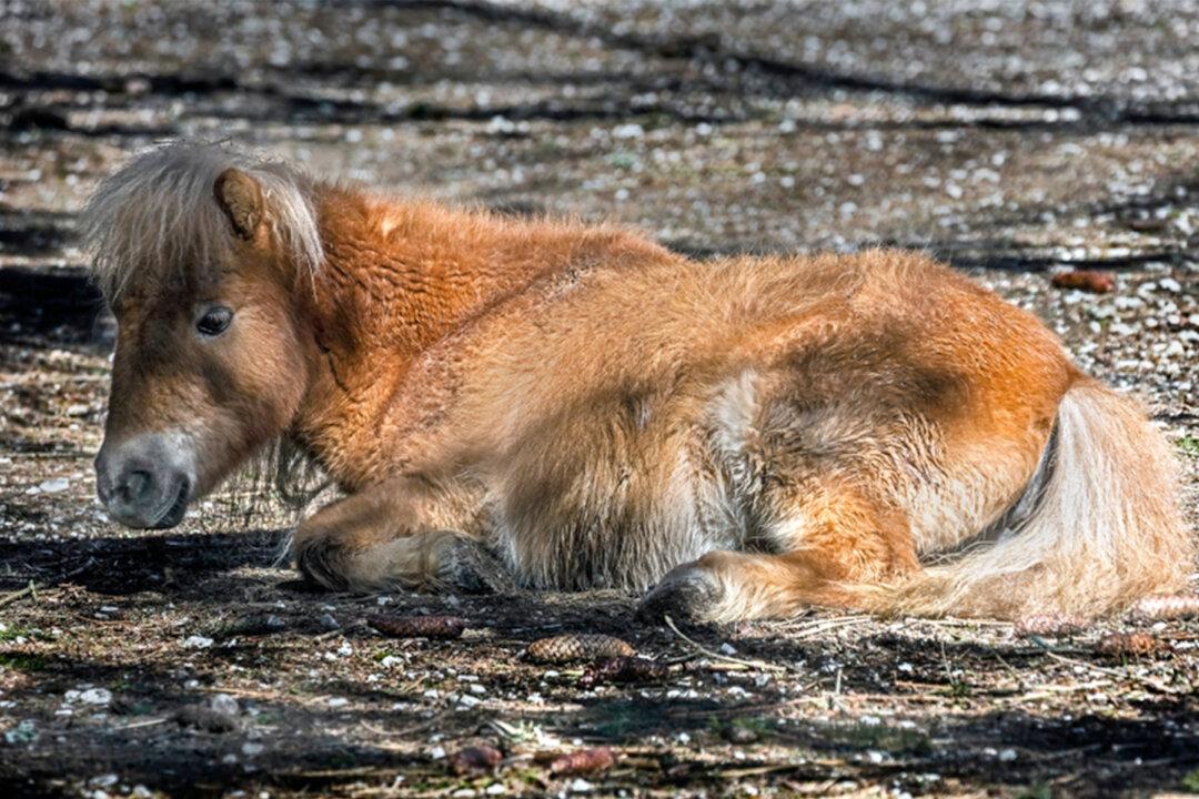 Abandoned Pony Misses His Mom, Finds Comfort in an Unbelievable Best Friend