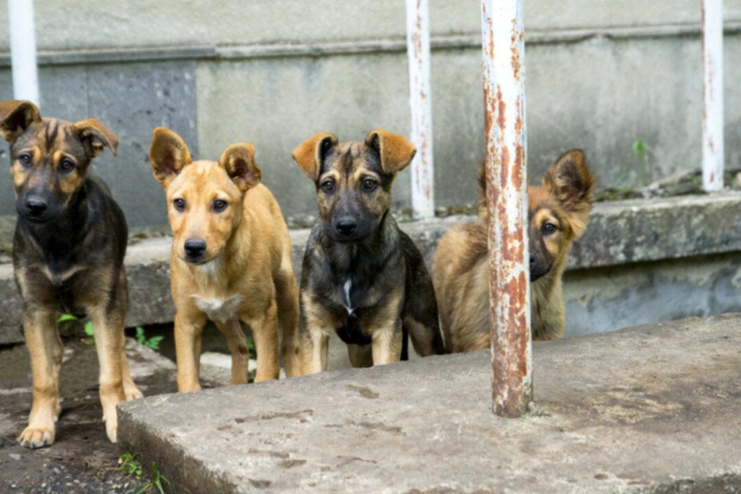 Stray Dogs Guard Baby Dumped in Bushes, Refuse to Leave Her Side Till Rescuers Arrive