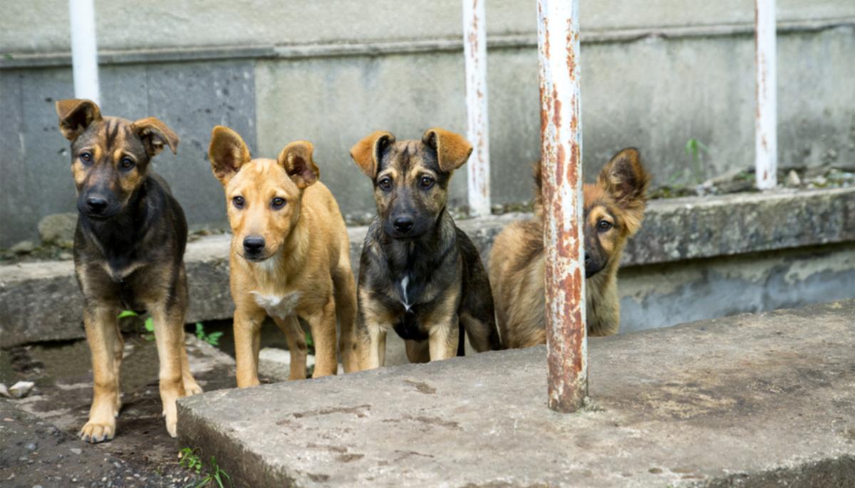 Stray Dogs Guard Baby Dumped in Bushes, Refuse to Leave Her Side Till Rescuers Arrive