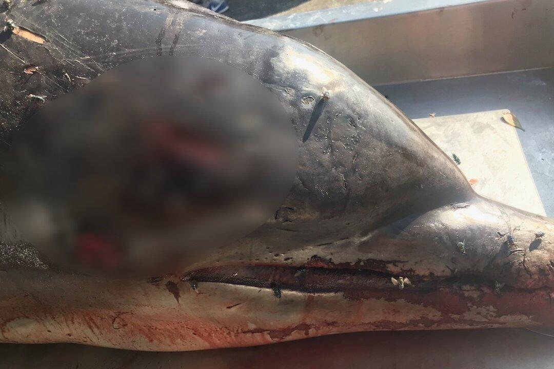 Dolphin Begging for Food Speared to Death, $38,000 Reward Offered for Information