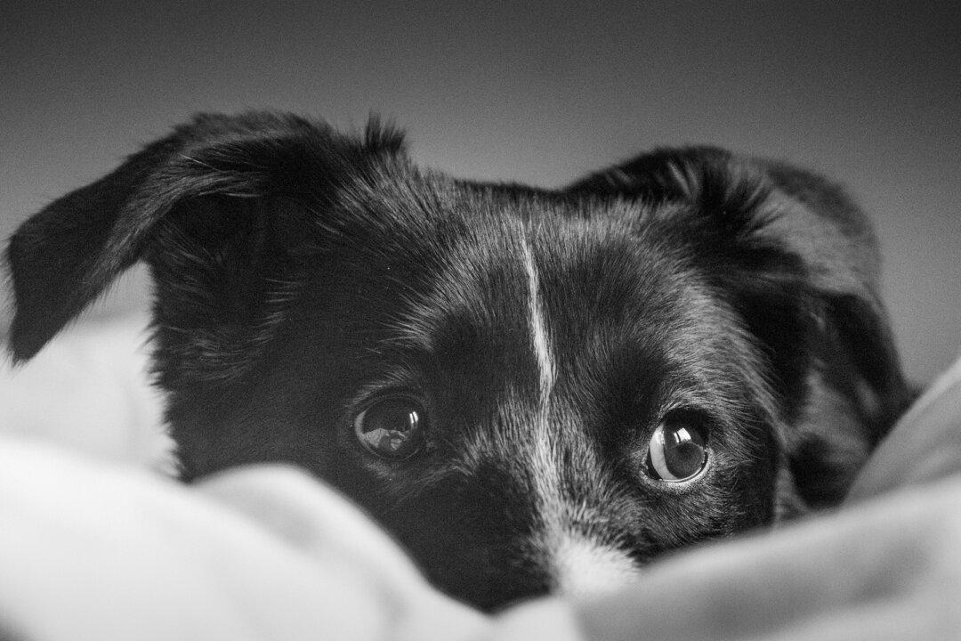 Old Dog Returns Home With a Note Attached on His Collar Praising His Heroic Deed