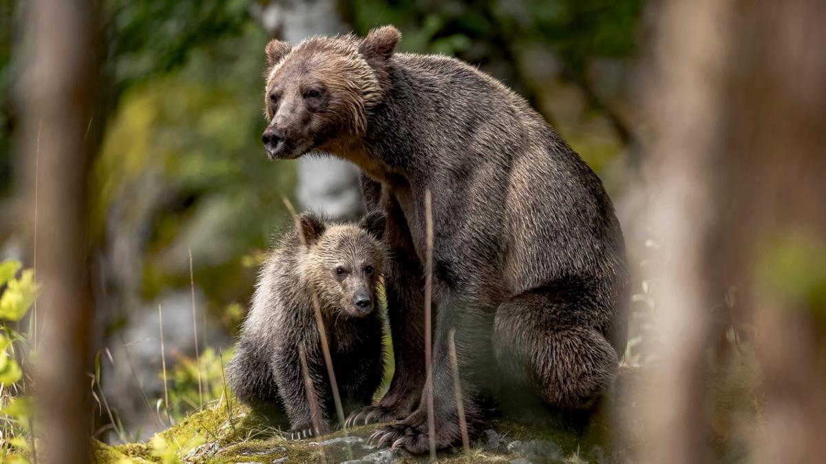Momma Bear Charges at Man Who Harasses Cubs at Great Smoky Mountain Park