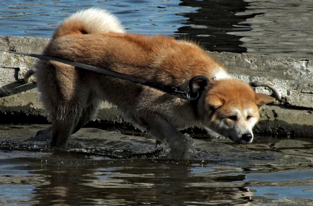 ‘We Don’t Blame the Dog,’ Say Parents of British Girl Whose Face Was Bitten in Attack