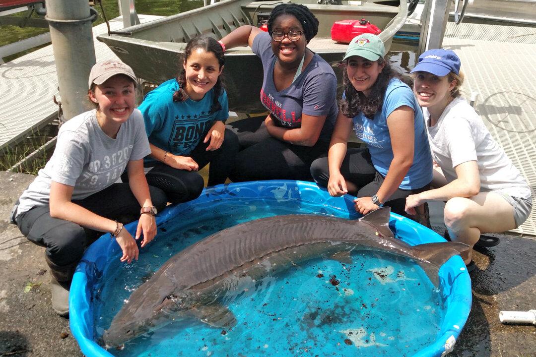 139 Pound Sturgeon Claimed to Be Largest Fish Ever Caught From New York Lake