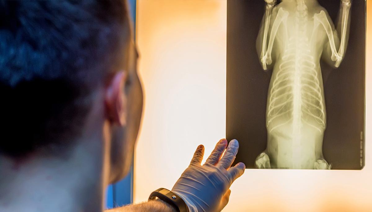 Owner Thinks Dog’s Covered in Bug Bites, but Vet Calls the Police Upon a Closer Look