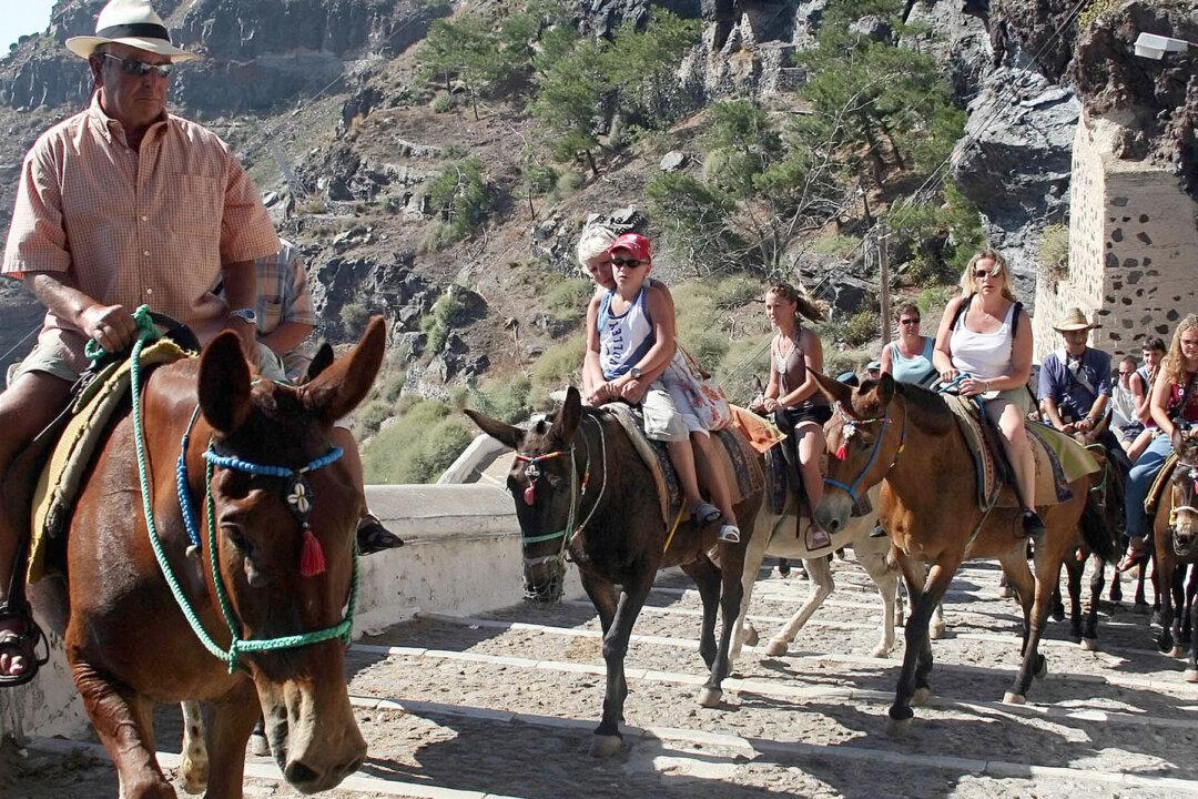 Horrific Video Shows Donkeys Being Beaten and Forced to Carry Overweight Tourists