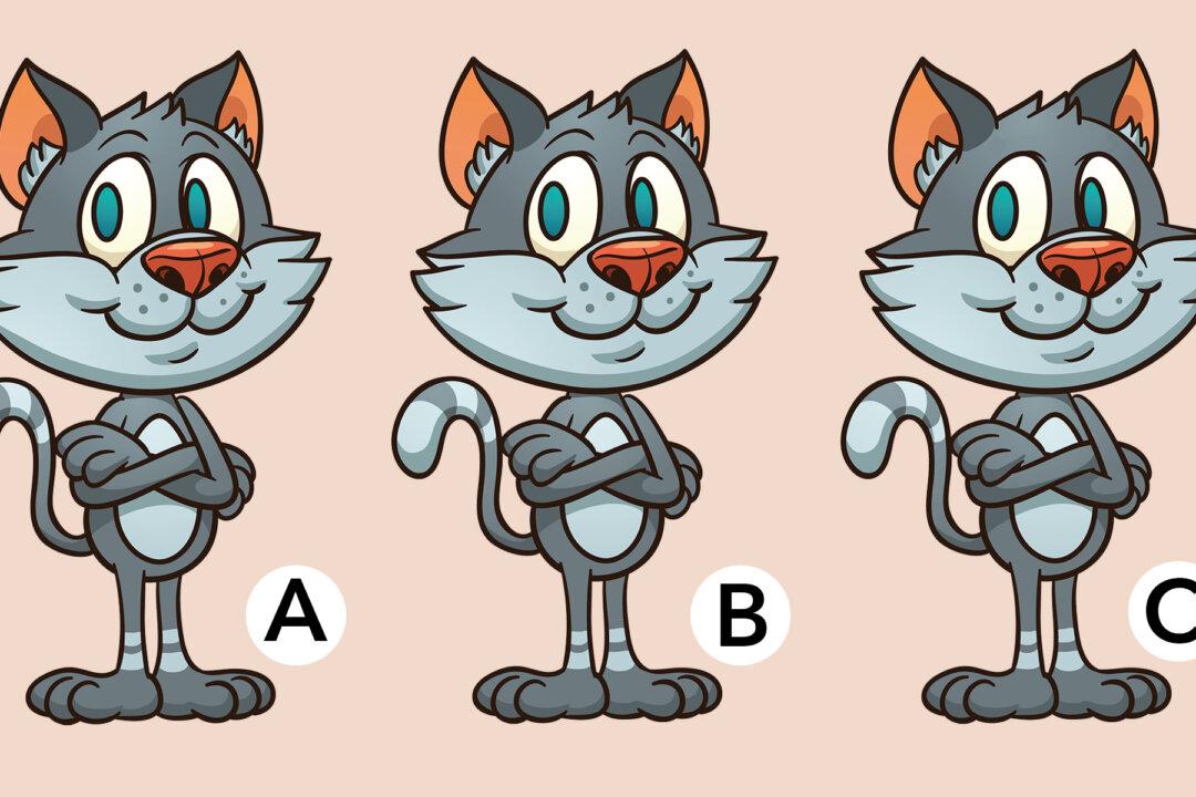 10-Second Challenge: How Fast Can You Spot Which Cat Is Different in This Photo