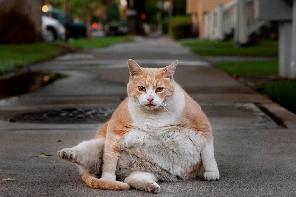 Boy Approaches One-Eye Cat, Doesn’t Realize Camera Is Recording
