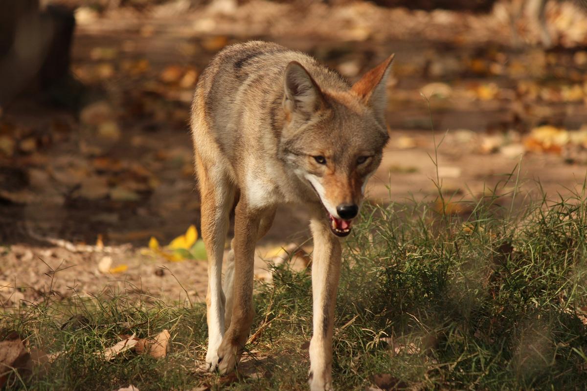 Coyote Kills Pet Dog in LA Home After Entering Through Dog Door