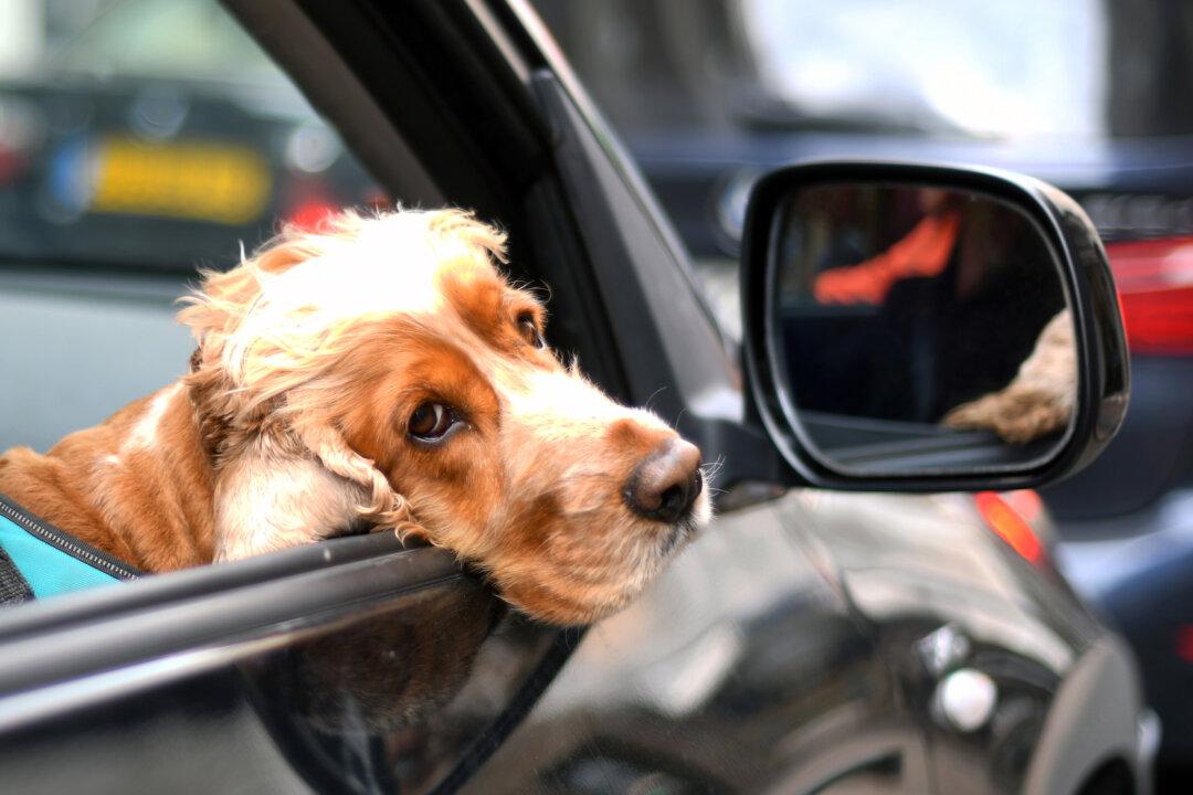 How to Keep Your Pet Safe in the Car