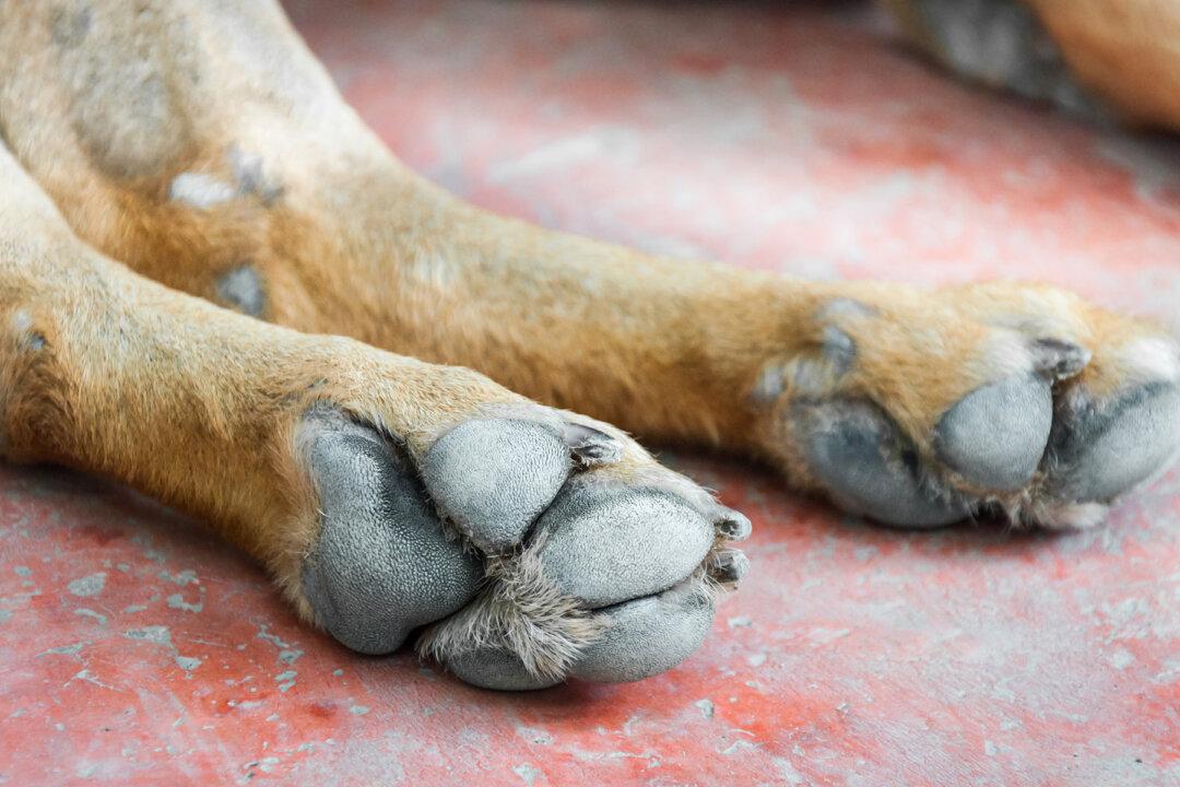 Dog Left Disfigured by Wire Muzzle After Owner Had Allegedly Beaten Him to Near Death