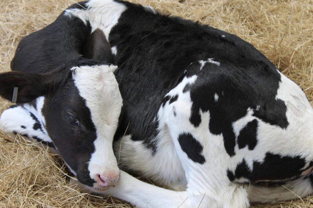 Animal Welfare Org Captures Shocking Undercover Video of Calves Being Abused at Fair Oaks Farms