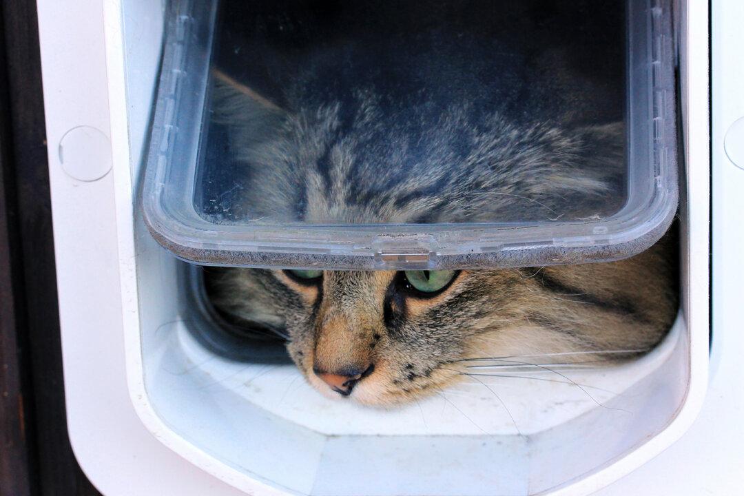 Man Spends 1.5 Hours to Build a Cat Door, but How His Kitty Walks In Is Hilarious