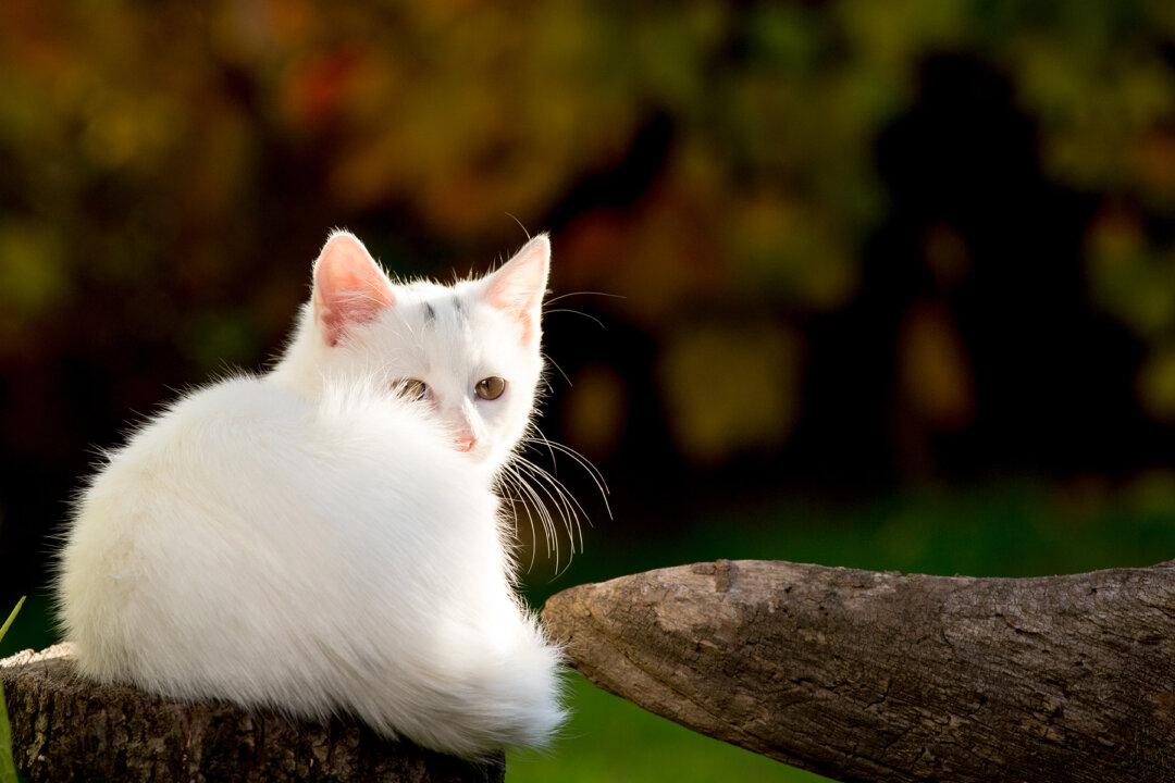 Neglected Cat Covered in 5 Pounds of Matted Fur Is Surprised With His Own New Look
