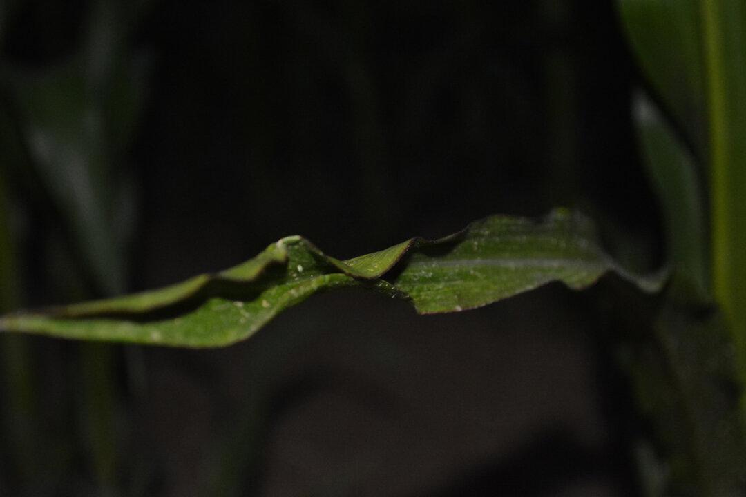 Tot Disappears Into Cornfield. When Cops Find Him, They’re Surprised Who’s With Him