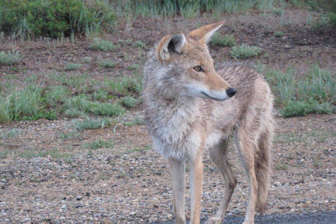 Coyote Attacks Girl in Huntington Beach