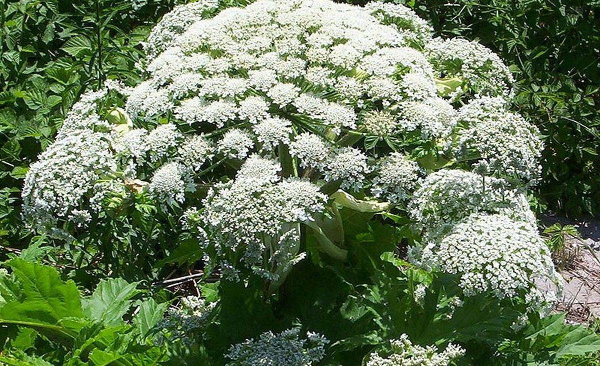 NY, Oregon Officials Issue Warnings After Giant Hogweed Found